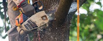 How Our Tree Care Process Works  in  Carol Stream, IL