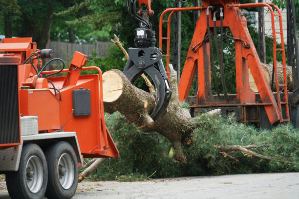 Grass Overseeding in Carol Stream, IL